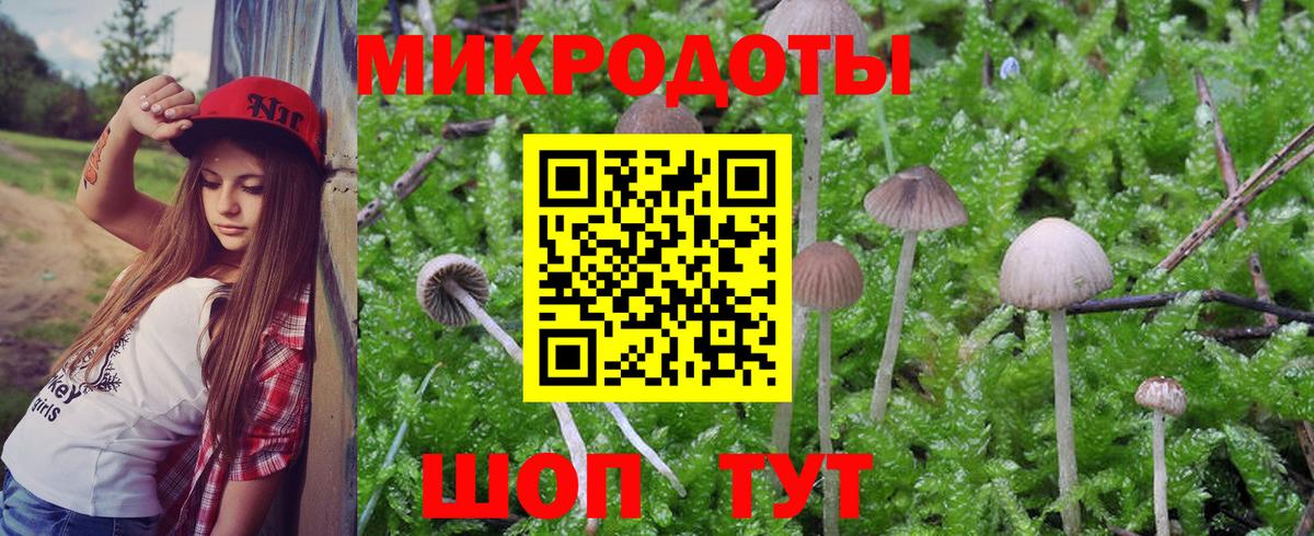 Псилоцибиновые грибы Psilocybine cubensis Кировск